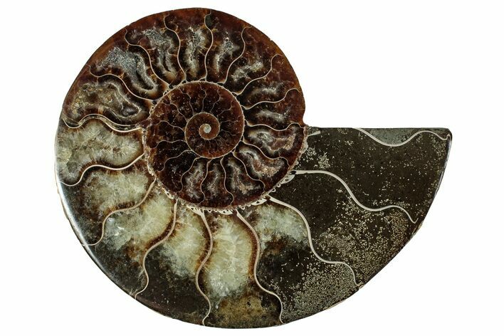 Cut & Polished Ammonite Fossil (Half) - Madagascar #344409